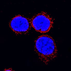 IL-18/IL-1F4 was detected in immersion fixed porcine peripheral blood mononuclear cells (PBMCs) using Goat Anti-Porcine IL-18/IL-1F4 Antigen Affinity-purified Polyclonal Antibody (Catalog # AF588) at 15 µg/mL for 3 hours at room temperature. Cells were stained using the NorthernLights™ 557-conjugated Anti-Goat IgG Secondary Antibody (red; Catalog # NL001) and counterstained with DAPI (blue). Specific staining was localized to cytoplasm. View our protocol for Fluorescent ICC Staining of Non-adherent Cells.