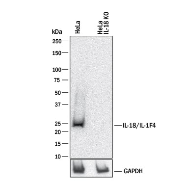 <b>Genetic Strategies Validation. </b>Western blot shows lysates of HeLa human cervical epithelial carcinoma parental cell line and IL-18/IL-1F4 knockout HeLa cell line (KO). PVDF membrane was probed with 0.5 µg/mL of Goat Anti-Human IL-18/IL-1F4 Propeptide Antigen Affinity-purified Polyclonal Antibody (Catalog # AF646) followed by HRP-conjugated Anti-Goat IgG Secondary Antibody (Catalog # HAF017). A specific band was detected for IL-18/IL-1F4 at approximately 22 kDa (as indicated) in the parental HeLac ell line, but is not detectable in knockout HeLa cell line. GAPDH (Catalog # AF5718) is shown as a loading control. This experiment was conducted under reducing conditions and using Immunoblot Buffer Group 1.