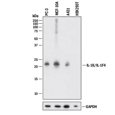 Western blot shows lysates of PC-3 human prostate cancer cell line, MCF 10A human breast epithelial cell line, A431 human epithelial carcinoma cell line, and HEK293T human embryonic kidney cell line (negative control cell line). PVDF membrane was probed with 0.5 µg/mL of Goat Anti-Human IL-18/IL-1F4 Propeptide Antigen Affinity-purified Polyclonal Antibody (Catalog # AF646) followed by HRP-conjugated Anti-Goat IgG Secondary Antibody (Catalog # HAF017). A specific band was detected for IL-18/IL-1F4 at approximately 22 kDa (as indicated). GAPDH (Catalog # AF5718) is shown as a loading control. This experiment was conducted under reducing conditions and using Immunoblot Buffer Group 1.