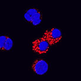 IL-18/IL-1F4 was detected in immersion fixed canine peripheral blood mononuclear cells (PBMCs) using Mouse Anti-Canine IL-18/IL-1F4 Monoclonal Antibody (Catalog # MAB29241) at 25 µg/mL for 3 hours at room temperature. Cells were stained using the NorthernLights™ 557-conjugated Anti-Mouse IgG Secondary Antibody (red; Catalog # NL007) and counterstained with DAPI (blue). Specific staining was localized to cytoplasm. View our protocol for Fluorescent ICC Staining of Non-adherent Cells.