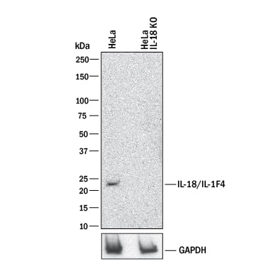 <b>Genetic Strategies Validation. </b>Western blot shows lysates of HeLa human cervical epithelial carcinoma parental cell line and IL-18/IL-1F4 knockout HeLa cell line (KO). PVDF membrane was probed with 2 µg/mL of Mouse Anti-Human IL-18/IL-1F4 Propeptide Monoclonal Antibody (Catalog # MAB646) followed by HRP-conjugated Anti-Mouse IgG Secondary Antibody (Catalog # HAF018). A specific band was detected for IL-18/IL-1F4 at approximately 22 kDa (as indicated) in the parental HeLa cell line, but is not detectable in knockout HeLa cell line. GAPDH ) is shown as a loading control. This experiment was conducted under reducing conditions and using Immunoblot Buffer Group 1.