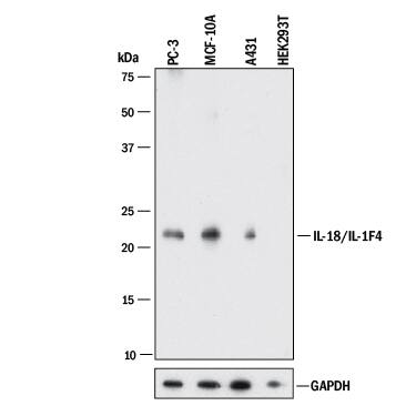 Western blot shows lysates of PC-3 human prostate cancer cell line, MCF 10A human breast epithelial cell line, A431 human epithelial carcinoma cell line, and HEK293T human embryonic kidney cell line (negative control cell line). PVDF membrane was probed with 2 µg/mL of Mouse Anti-Human IL-18/IL-1F4 Propeptide Monoclonal Antibody (Catalog # MAB646) followed by HRP-conjugated Anti-Mouse IgG Secondary Antibody (Catalog # HAF018). A specific band was detected for IL-18/IL-1F4 at approximately 22 kDa (as indicated). GAPDH (Catalog # MAB5718) is shown as a loading control. This experiment was conducted under reducing conditions and using Immunoblot Buffer Group 1.