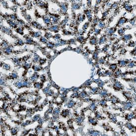 IL-1a/IL-1F1 was detected in perfusion fixed frozen sections of mouse liver using Goat Anti-Mouse IL-1a/IL-1F1 Antigen Affinity-purified Polyclonal Antibody (Catalog # AF-400-NA) at 15 µg/mL overnight at 4 °C. Tissue was stained using the Anti-Goat HRP-DAB Cell & Tissue Staining Kit (brown; CTS008) and counterstained with hematoxylin (blue). Specific staining was localized to cytoplasm in hepatocytes. View our protocol for Chromogenic IHC Staining of Frozen Tissue Sections.
