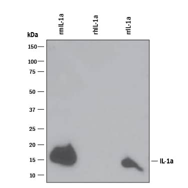 Western blot shows 50 ng of Recombinant Mouse IL-1a/IL-1F1 (400-ML), Recombinant Human IL-1a/IL-1F1 (200-LA) and Recombinant Rat IL-1a/IL-1F1 (500-RL). PVDF Membrane was probed with 0.1 µg/mL of Goat Anti-Mouse IL-1a/IL-1F1 Antigen Affinity-purified Polyclonal Antibody (Catalog # AF-400-NA) followed by HRP-conjugated Anti-Goat IgG Secondary Antibody (HAF109). A specific band was detected for IL-1a/IL-1F1 at approximately 16 kDa (as indicated). This experiment was conducted under reducing conditions and using Immunoblot Buffer Group 3.