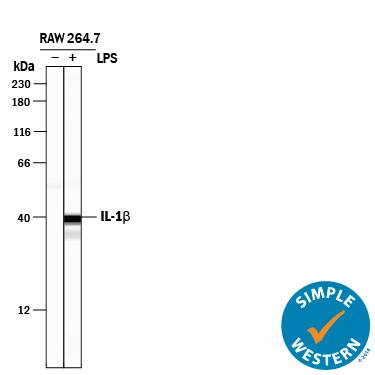 <b>Biological Strategies Validation. </b>Simple Western lane view shows lysates of RAW 264.7 mouse monocyte/macrophage cell line untreated (-) or treated (+) with 10 µg/mL LPS for 24 hours, loaded at 0.5 mg/mL. A specific band was detected for IL‑1 beta /IL‑1F2 at approximately 40 kDa (as indicated) using 50 µg/mL of Goat Anti-Mouse IL‑1 beta /IL‑1F2 Polyclonal Antibody (Catalog # AB-401-NA) . This experiment was conducted under reducing conditions and using the 12-230 kDa separation system.