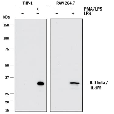 <b>Biological Strategies Validation. </b>Western blot shows lysates of THP-1 human acute monocytic leukemia cell line untreated (-) or treated (+) with 200 nM PMA for 24 hours and 10 µg/mL LPS for 4 hours and RAW 264.7 mouse monocyte/macrophage cell line untreated (-) or treated (+) with 10 µg/mL LPS for 24 hours. PVDF membrane was probed with 1 µg/mL of Goat Anti-Mouse IL-1 beta /IL-1F2 Polyclonal Antibody (Catalog # AB-401-NA) followed by HRP-conjugated Anti-Goat IgG Secondary Antibody (HAF017). A specific band was detected for IL-1 beta /IL-1F2 at approximately 35 kDa (as indicated). This experiment was conducted under reducing conditions and using Immunoblot Buffer Group 1.