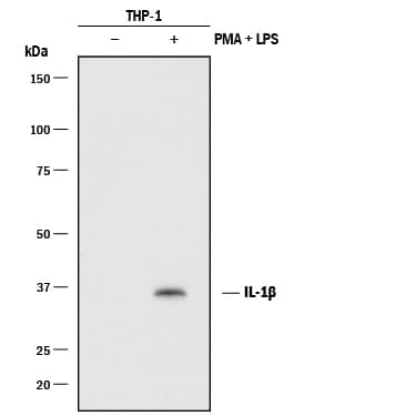 <b>Biological Strategies Validation and Orthogonal Strategies Validation.</b>Western blot shows lysates of THP-1 human acute monocytic leukemia cell line untreated (-) or treated (+) with 200 nM PMA for 24 hours and 10 µg/mL LPS and 3 hours. PVDF membrane was probed with 0.1 µg/mL of Goat Anti-Human IL-1 beta /IL-1F2 Antigen Affinity-purified Polyclonal Antibody (Catalog # AF-201-NA) followed by HRP-conjugated Anti-Goat IgG Secondary Antibody (Catalog # HAF017). A specific band was detected for IL-1 beta /IL-1F2 at approximately 36 kDa (as indicated). This experiment was conducted under reducing conditions and using Immunoblot Buffer Group 1.