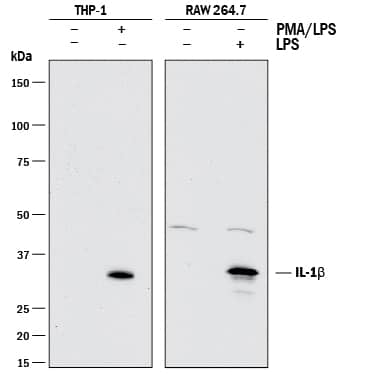 Western blot shows lysates of THP-1 human acute monocytic leukemia cell line untreated (-) or treated (+) with 200 nM PMA for 24 hours and 10 µg/mL LPS for 4 hours and RAW 264.7 mouse monocyte/macrophage cell line untreated (-) or treated (+) with 10 µg/mL LPS for 24 hours. PVDF membrane was probed with 0.25 µg/mL of Goat Anti-Mouse IL-1 beta /IL-1F2 Antigen Affinity-purified Polyclonal Antibody (Catalog # AF-401-NA) followed by HRP-conjugated Anti-Goat IgG Secondary Antibody (HAF017). A specific band was detected for IL-1 beta /IL-1F2 at approximately 35 kDa (as indicated). This experiment was conducted under reducing conditions and using Immunoblot Buffer Group 1.