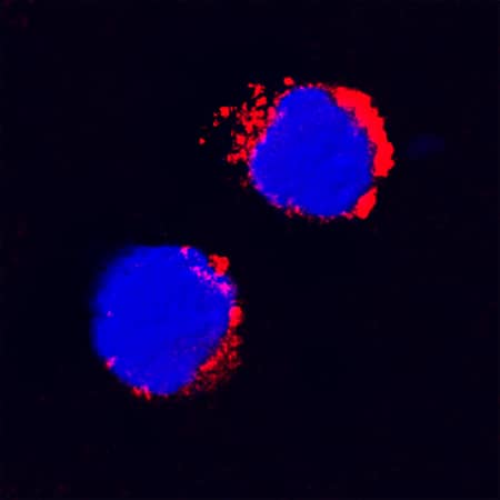 IL-1 beta /IL-1F2 was detected in immersion fixed feline peripheral blood mononuclear cells (PBMCs) using Goat Anti-Feline IL-1 beta /IL-1F2 Biotinylated Antigen Affinity-purified Polyclonal Antibody (Catalog # BAF1796) at 15 µg/mL for 3 hours at room temperature. Cells were stained using the NorthernLights™ 557-conjugated Streptavidin (red; Catalog # <a class=