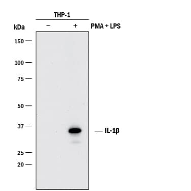 Western blot shows lysates of THP-1 human acute monocytic leukemia cell line untreated (-) or treated (+) with 200 nM PMA for 24 hours and 10 µg/mL LPS and 3 hours. PVDF membrane was probed with 1 µg/mL of Mouse Anti-Human IL-1 beta /IL-1F2 Monoclonal Antibody (Catalog # MAB201) followed by HRP-conjugated Anti-Mouse IgG Secondary Antibody (Catalog # HAF018). A specific band was detected for IL-1 beta /IL-1F2 at approximately 36 kDa (as indicated). This experiment was conducted under reducing conditions and using Immunoblot Buffer Group 1.