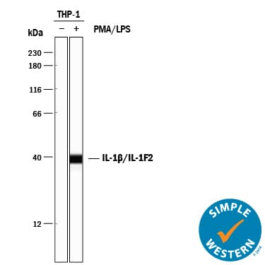 Simple Western lane view shows lysates of THP‑1 human acute monocytic leukemia cell line untreated (-) or treated (+) with 200 nM PMA for 200 nM and 10 μg/mL LPS for 3 hours, loaded at 0.2 mg/mL. A specific band was detected for IL‑1 beta /IL‑1F2 at approximately 37 kDa (as indicated) using 10 µg/mL of Mouse Anti-Human IL‑1 beta /IL‑1F2 Monoclonal Antibody (Catalog # MAB601R) . This experiment was conducted under reducing conditions and using the 12-230 kDa separation system.