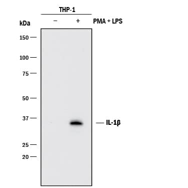 Western blot shows lysates of THP-1 human acute monocytic leukemia cell line untreated (-) or treated (+) with 200 nM PMA for 24 hours and 10 µg/mL LPS and 3 hours. PVDF membrane was probed with 1 µg/mL of Mouse Anti-Human IL-1 beta /IL-1F2 Monoclonal Antibody (Catalog # MAB601) followed by HRP-conjugated Anti-Mouse IgG Secondary Antibody (Catalog # HAF018). A specific band was detected for IL-1 beta /IL-1F2 at approximately 36 kDa (as indicated). This experiment was conducted under reducing conditions and using Immunoblot Buffer Group 1.