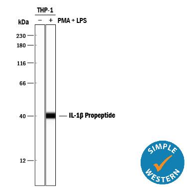 Simple Western lane view shows lysates of THP‑1 human acute monocytic leukemia cell line untreated (-) or treated (+) with PMA and LPS, loaded at 0.2 mg/mL. A specific band was detected for IL‑1 beta /IL‑1F2 Propeptide at approximately 40 kDa (as indicated) using 10 µg/mL of Mouse Anti-Human IL‑1 beta /IL‑1F2 Propeptide Monoclonal Antibody (Catalog # MAB6964). This experiment was conducted under reducing conditions and using the 12-230 kDa separation system.