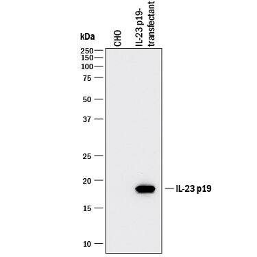 Western blot shows lysates of CHO Chinese hamster ovary cell line either mock transfected or transfected with human IL-23 p19. PVDF membrane was probed with 1 µg/mL of Rabbit Anti-Human IL-23 p19 Monoclonal Antibody (Catalog # MAB12901) followed by HRP-conjugated Anti-Rabbit IgG Secondary Antibody (Catalog # HAF008). A specific band was detected for IL-23 p19 at approximately 19 kDa (as indicated). This experiment was conducted under reducing conditions and using Immunoblot Buffer Group 1.