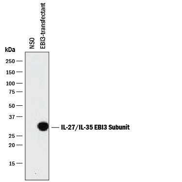Western blot shows lysates of NS0 mouse myeloma cell line either mock transfected or transfected with mouse EBI3. PVDF membrane was probed with 2 µg/mL of Rat Anti-Mouse IL-27/IL-35 EBI3 Subunit Monoclonal Antibody (Catalog # MAB18341) followed by HRP-conjugated Anti-Rat IgG Secondary Antibody (HAF005). A specific band was detected for IL-27/IL-35 EBI3 Subunit at approximately 30 kDa (as indicated). This experiment was conducted under reducing conditions and using Immunoblot Buffer Group 1.