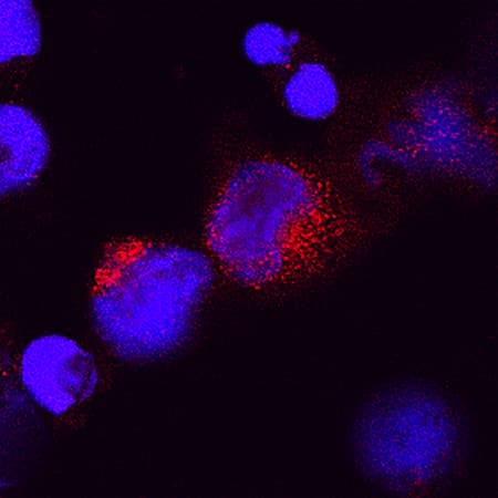 IL-28A/IFN-lambda 2 was detected in immersion fixed human peripheral blood mononuclear cells (PBMCs) treated with calcium ionomycin and PMA using Goat Anti-Human IL-28A/IFN-lambda 2 Antigen Affinity-purified Polyclonal Antibody (Catalog # AF1587) at 15 µg/mL for 3 hours at room temperature. Cells were stained using the NorthernLights™ 557-conjugated Anti-Goat IgG Secondary Antibody (red; Catalog # NL001) and counterstained with DAPI (blue). Specific staining was localized to cytoplasm. View our protocol for Fluorescent ICC Staining of Cells on Coverslips.