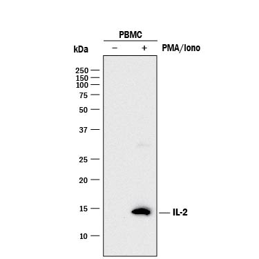 Western blot shows lysates of monensin treated human peripheral blood mononuclear cells (PBMCs) with no additioan treatment (-) or additionaly treated (+) with 0.5 ug/mL calcium ionomycin (Iono) and 50 ng/mL PMA overnight. PVDF membrane was probed with 2 µg/mL of Goat Anti-Human IL-2 Polyclonal Antibody (Catalog # AB-202-NA) followed by HRP-conjugated Anti-Goat IgG Secondary Antibody (Catalog # HAF017). A specific band was detected for IL-2 at approximately 14 kDa (as indicated). This experiment was conducted under reducing conditions and using Immunoblot Buffer Group 1.