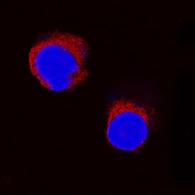 IL-2 was detected in immersion fixed equine peripheral blood mononuclear cells (PBMCs) using Goat Anti-Equine IL-2 Antigen Affinity-purified Polyclonal Antibody (Catalog # AF1613) at 15 µg/mL for 3 hours at room temperature. Cells were stained using the NorthernLights™ 557-conjugated Anti-Goat IgG Secondary Antibody (red; Catalog # NL001) and counterstained with DAPI (blue). Specific staining was localized to cytoplasm. View our protocol for Fluorescent ICC Staining of Non-adherent Cells.