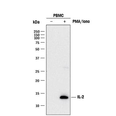 Western blot shows lysates of monensin treated human peripheral blood mononuclear cells (PBMCs) with no additional treatment (-) or additionally treated (+) with 0.5 μg/mL calcium ionomycin (Iono) and 50 ng/mL PMA overnight. PVDF membrane was probed with 0.5 µg/mL of Goat Anti-Human IL-2 Antigen Affinity-purified Polyclonal Antibody (Catalog # AF-202-NA) followed by HRP-conjugated Anti-Goat IgG Secondary Antibody (HAF017). A specific band was detected for IL-2 at approximately 14 kDa (as indicated). This experiment was conducted under reducing conditions and using Immunoblot Buffer Group 1.