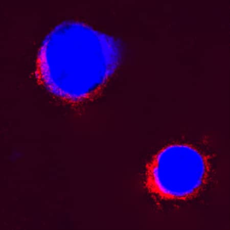 IL-2 was detected in immersion fixed bovine peripheral blood mononuclear cells (PBMCs) using Goat Anti-Bovine IL-2 Antigen Affinity-purified Polyclonal Antibody (Catalog # AF2465) at 15 µg/mL for 3 hours at room temperature. Cells were stained using the NorthernLights™ 557-conjugated Anti-Goat IgG Secondary Antibody (red; Catalog # NL001) and counterstained with DAPI (blue). Specific staining was localized to cytoplasm. View our protocol for Fluorescent ICC Staining of Non-adherent Cells.