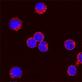 <b>Biological Strategies Validation. </b>IL-2 was detected in immersion fixed rat splenocytes stimulated with calcium ionomycin and PMA using Goat Anti-Human/Rat IL-2 Antigen Affinity-purified Polyclonal Antibody (Catalog # AF-502-NA) at 5 µg/mL for 3 hours at room temperature. Cells were stained using the NorthernLights™ 557-conjugated Anti-Goat IgG Secondary Antibody (red; NL001) and counterstained with DAPI (blue). Specific staining was localized to cytoplasm. View our protocol for Fluorescent ICC Staining of Non-adherent Cells.