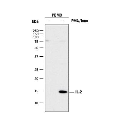 Western blot shows lysates of monensin treated human peripheral blood mononuclear cells (PBMCs) with no additional treatment (-) or additionally treated (+) with 0.5 μg/mL calcium ionomycin (Iono) and 50 ng/mL PMA overnight. PVDF membrane was probed with 2 µg/mL of Goat Anti-Human/Rat IL-2 Antigen Affinity-purified Polyclonal Antibody (Catalog # AF-502-NA) followed by HRP-conjugated Anti-Goat IgG Secondary Antibody (HAF017). A specific band was detected for IL-2 at approximately 14 kDa (as indicated). This experiment was conducted under reducing conditions and using Immunoblot Buffer Group 1.