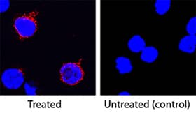 <b>Biological Strategies Validation. </b>IL-2 was detected in immersion fixed porcine peripheral blood mononuclear cells treated with calcium ionomycin and PMA using Goat Anti-Porcine IL-2 Antigen Affinity-purified Polyclonal Antibody (Catalog # AF652) at 25 µg/mL for 3 hours at room temperature. Cells were stained using the NorthernLights™ 557-conjugated Anti-Goat IgG Secondary Antibody (red; Catalog # NL001) and counterstained with DAPI (blue). Specific staining was localized to cytoplasm. View our protocol for Fluorescent ICC Staining of Non-adherent Cells.