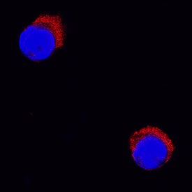 IL-2 was detected in immersion fixed equine peripheral blood mononuclear cells (PBMCs) using Goat Anti-Equine IL-2 Biotinylated Antigen Affinity-purified Polyclonal Antibody (Catalog # BAF1613) at 15 µg/mL for 3 hours at room temperature. Cells were stained using the NorthernLights™ 557-conjugated Streptavidin (red; Catalog # <a class=