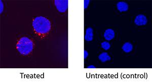 IL-2 was detected in immersion fixed porcine peripheral blood mononuclear cells (PBMCs) treated with calcium ionomycin and PMA using Goat Anti-Porcine IL-2 Biotinylated Antigen Affinity-purified Polyclonal Antibody (Catalog # BAF652) at 15 µg/mL for 3 hours at room temperature. Cells were stained using the NorthernLights™ 557-conjugated Streptavidin (red; Catalog # NL999) and counterstained with DAPI (blue). Specific staining was localized to cytoplasm. View our protocol for Fluorescent ICC Staining of Non-adherent Cells.