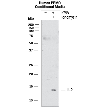 Western blot shows lysates of human PBMC conditioned media untreated (-) or treated (+) with 200mM PMA and Ionomycin 1uM for 24 hours. PVDF membrane was probed with 2.5 µg/mL of Mouse Anti-Human IL-2 Monoclonal Antibody (Catalog # MAB104421) followed by HRP-conjugated Anti-Mouse IgG Secondary Antibody (Catalog # HAF018). A specific band was detected for IL-2 at approximately 14 kDa (as indicated). This experiment was conducted under reducing conditions and using Immunoblot Buffer Group 1.