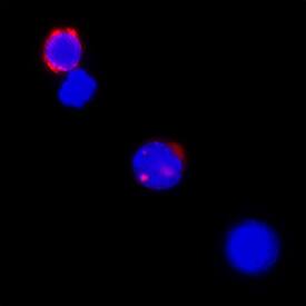 IL-2 was detected in immersion fixed human peripheral blood mononuclear cells (PBMCs) treated with calcium ionomycin and PMA using Mouse Anti-Human IL-2 Monoclonal Antibody (Catalog # MAB202R) at 25 µg/mL for 3 hours at room temperature. Cells were stained using the NorthernLights™ 557-conjugated Anti-Mouse IgG Secondary Antibody (red; Catalog # NL007) and counterstained with DAPI (blue). Specific staining was localized to cytoplasm. View our protocol for Fluorescent ICC Staining of Non-adherent Cells.