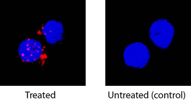 <b>Biological Strategies Validation. </b>IL-2 was detected in immersion fixed human peripheral blood mononuclear cells (PBMCs) treated with calcium ionomycin and PMA using Mouse Anti-Human IL-2 Monoclonal Antibody (Catalog # MAB202) at 8 µg/mL for 3 hours at room temperature. Cells were stained using the NorthernLights™ 557-conjugated Anti-Mouse IgG Secondary Antibody (red; Catalog # NL007) and counterstained with DAPI (blue). Specific staining was localized to cytoplasm. View our protocol for Fluorescent ICC Staining of Non-adherent Cells.
