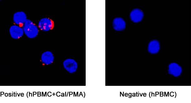 <b>Biological Strategies Validation. </b>IL-32 was detected in immersion fixed human peripheral blood mononuclear cells (PBMCs) treated or untreated with calcium ionomycin and PMA using Rabbit Anti-Human/Rat IL-32 Monoclonal Antibody (Catalog # MAB6769) at 3 µg/mL for 3 hours at room temperature. Cells were stained using the NorthernLights™ 557-conjugated Anti-Rabbit IgG Secondary Antibody (red; Catalog # NL004) and counterstained with DAPI (blue). Specific staining was localized to cytoplasm. View our protocol for Fluorescent ICC Staining of Cells on Coverslips.