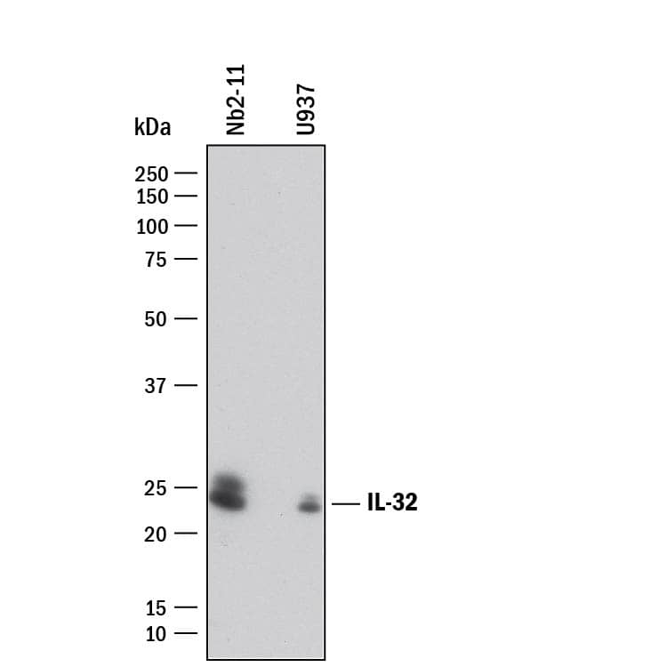 Western blot shows lysates of Nb2-11 rat lymphoma cell line and U937 human histiocytic lymphoma cell line. PVDF membrane was probed with 1 µg/mL of Rabbit Anti-Human/Rat IL-32 Monoclonal Antibody (Catalog # MAB6769) followed by HRP-conjugated Anti-Rabbit IgG Secondary Antibody (Catalog # HAF008). Specific bands were detected for IL-32 at approximately 25 kDa (as indicated). This experiment was conducted under reducing conditions and using Immunoblot Buffer Group 1.
