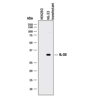 Western blot shows lysates of HEK293 human embryonic kidney cell line either mock transfected or transfected with human IL-33. PVDF membrane was probed with 1 µg/mL of Goat Anti-Human IL-33 Monoclonal Antibody (Catalog # MAB36253) followed by HRP-conjugated Anti-Goat IgG Secondary Antibody (HAF017). A specific band was detected for IL-33 at approximately 30 kDa (as indicated). This experiment was conducted under reducing conditions and using Immunoblot Buffer Group 1.