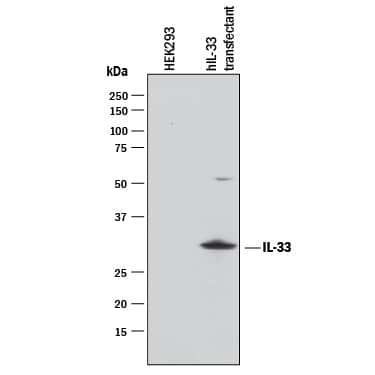 Western blot shows lysates of HEK293 human embryonic kidney cell line either mock transfected or transfected with human IL-33. PVDF membrane was probed with 1 µg/mL of Recombinant Goat Anti-Human IL-33 Monoclonal Antibody (Catalog # MAB36254) followed by HRP-conjugated Anti-Goat IgG Secondary Antibody (Catalog # HAF017). A specific band was detected for IL-33 at approximately 30 kDa (as indicated). This experiment was conducted under reducing conditions and using Immunoblot Buffer Group 1.