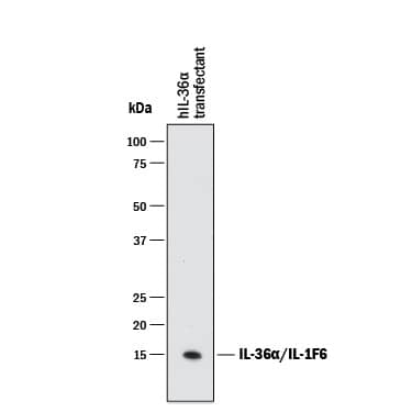 Western blot shows lysates of HEK293T human embryonic kidney cell line transfected with human IL-36a/IL-1F6. PVDF membrane was probed with 1 µg/mL of Rabbit Anti-Human IL-36a/IL-1F6 Monoclonal Antibody (Catalog # MAB10781) followed by HRP-conjugated Anti-Rabbit IgG Secondary Antibody (Catalog # HAF008). A specific band was detected for IL-36a/IL-1F6 at approximately 15 kDa (as indicated). This experiment was conducted under reducing conditions and using Immunoblot Buffer Group 1.