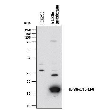 Western blot shows lysates of HEK293 human embryonic kidney cell line either mock transfected or transfected with human IL-36a/IL-1F6. PVDF membrane was probed with 1 µg/mL of Mouse Anti-Human IL-36a/IL-1F6 Monoclonal Antibody (Catalog # MAB1078) followed by HRP-conjugated Anti-Mouse IgG Secondary Antibody (Catalog # HAF018). A specific band was detected for IL-36a/IL-1F6 at approximately 16 kDa (as indicated). This experiment was conducted under reducing conditions and using Immunoblot Buffer Group 1.