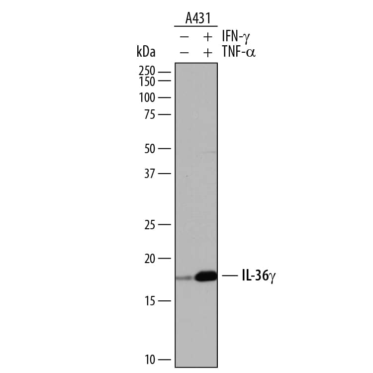 Western blot shows lysates of A431 human epithelial carcinoma cell line untreated (-) or treated (+) with 20 ng/mL Recombinant Human IFN-gamma (Catalog # 285-IF) and 20 ng/mL Recombinant Human TNF-a (Catalog # 210-TA) for 6 hours. PVDF membrane was probed with 0.5 µg/mL of Goat Anti-Human IL-36 gamma/IL-1F9 Antigen Affinity-purified Polyclonal Antibody (Catalog # AF2320) followed by HRP-conjugated Anti-Goat IgG Secondary Antibody (Catalog # HAF017). A specific band was detected for IL-36 gamma/IL-1F9 at approximately 18 kDa (as indicated). This experiment was conducted under reducing conditions and using Immunoblot Buffer Group 1.