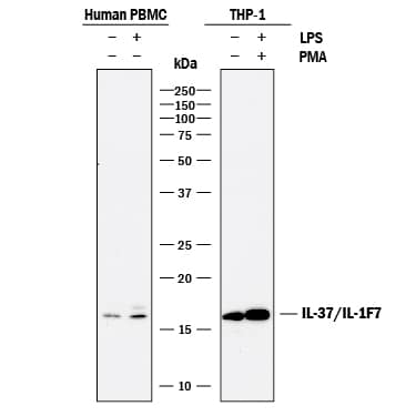 Western Blot IL-37/IL-1F7 Antibody [Unconjugated]