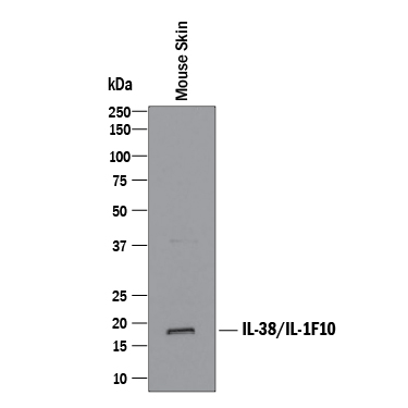 Western blot shows lysates of mouse skin tissue. PVDF membrane was probed with 2 µg/mL of Recombinant Rat Anti-Mouse IL-38/IL-1F10 Monoclonal Antibody (Catalog # MAB7774R) followed by HRP-conjugated Anti-Rat IgG Secondary Antibody (Catalog # HAF005). A specific band was detected for IL-38/IL-1F10 at approximately 18 kDa (as indicated). This experiment was conducted under reducing conditions and using Immunoblot Buffer Group 1.