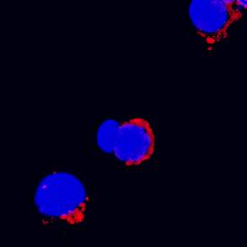 IL-3 was detected in immersion fixed rat splenocytes using Goat Anti-Rat IL-3 Biotinylated Antigen Affinity-purified Polyclonal Antibody (Catalog # BAF2524) at 15 µg/mL for 3 hours at room temperature. Cells were stained using the NorthernLights™ 557-conjugated Streptavidin (red; Catalog # NL999) and counterstained with DAPI (blue). Specific staining was localized to cell surfaces. View our protocol for Fluorescent ICC Staining of Non-adherent Cells.