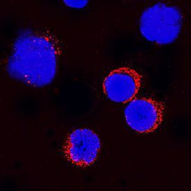 IL-3 was detected in immersion fixed canine peripheral blood mononuclear cells (PBMCs) using Mouse Anti-Canine IL-3 Monoclonal Antibody (Catalog # MAB6658) at 25 µg/mL for 3 hours at room temperature. Cells were stained using the NorthernLights™ 557-conjugated Anti-Mouse IgG Secondary Antibody (red; Catalog # NL007) and counterstained with DAPI (blue). Specific staining was localized to cytoplasm. View our protocol for Fluorescent ICC Staining of Non-adherent Cells.