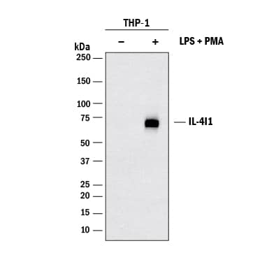 Western blot shows lysates of THP-1 human acute monocytic leukemia cell line untreated (-) or treated (+) with 200 nM of PMA for 24 hours followed by 10 μg/mL of LPS for 3 hours. PVDF membrane was probed with 2 µg/mL of Rat Anti-Human IL-4I1 Monoclonal Antibody (Catalog # MAB56843) followed by HRP-conjugated Anti-Rat IgG Secondary Antibody (Catalog # HAF005). A specific band was detected for IL-4I1 at approximately 75 kDa (as indicated). This experiment was conducted under reducing conditions and using Immunoblot Buffer Group 1.
