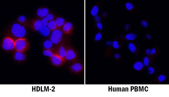 <b>Biological Strategies Validation. </b>IL-4I1 was detected in immersion fixed HDLM-2 human Hodgkin's lymphoma cell line using Rat Anti-Human IL-4I1 Monoclonal Antibody (Catalog # MAB5684) at 8 µg/mL for 3 hours at room temperature. Cells were stained using the NorthernLights™ 557-conjugated Anti-Rat IgG Secondary Antibody (red; Catalog # NL013) and counterstained with DAPI (blue). Specific staining was localized to cytoplasm in lysosomes. View our protocol for Fluorescent ICC Staining of Non-adherent Cells.