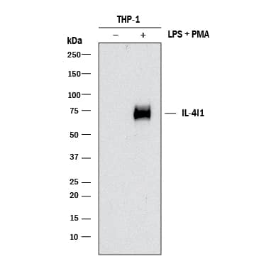 Western blot shows lysates of THP-1 human acute monocytic leukemia cell line untreated (-) or treated (+) with 200 nM PMA for 24 hours and 10 µg/mL LPS for 3 hours. PVDF membrane was probed with 2 µg/mL of Rat Anti-Human IL-4I1 Monoclonal Antibody (Catalog # MAB5684) followed by HRP-conjugated Anti-Rat IgG Secondary Antibody (Catalog # HAF005). A specific band was detected for IL-4I1 at approximately 75 kDa (as indicated). This experiment was conducted under reducing conditions and using Immunoblot Buffer Group 1.
