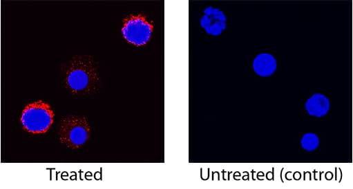 IL-5 was detected in immersion fixed canine peripheral blood mononuclear cells (PBMCs) treated with calcium ionomycin and PMA using Goat Anti-Canine IL-5 Antigen Affinity-purified Polyclonal Antibody (Catalog # AF1964) at 15 µg/mL for 3 hours at room temperature. Cells were stained using the NorthernLights™ 557-conjugated Anti-Goat IgG Secondary Antibody (red; NL001) and counterstained with DAPI (blue). Specific staining was localized to cell surface. View our protocol for Fluorescent ICC Staining of Non-adherent Cells.
