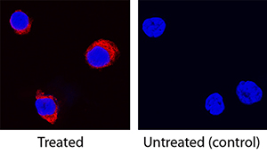 <b>Biological Strategies Validation. </b>IL-5 was detected in immersion fixed equine peripheral blood mononuclear cells (PBMCs) treated with calcium ionomycin and PMA using Goat Anti-Equine IL-5 Antigen Affinity-purified Polyclonal Antibody (Catalog # AF2470) at 15 µg/mL for 3 hours at room temperature. Cells were stained using the NorthernLights™ 557-conjugated Anti-Goat IgG Secondary Antibody (red; NL001) and counterstained with DAPI (blue). Specific staining was localized to cytoplasm. View our protocol for Fluorescent ICC Staining of Non-adherent Cells.