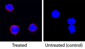 Immunocytochemistry IL-5 Antibody [Unconjugated]