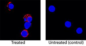 <b>Biological Strategies Validation. </b>IL-5 was detected in immersion fixed rat splenocytes treated with PMA and calcium ionomycin using Mouse Anti-Rat IL-5 Monoclonal Antibody (Catalog # MAB5452) at 25 µg/mL for 3 hours at room temperature. Cells were stained using the NorthernLights™ 557-conjugated Anti-Mouse IgG Secondary Antibody (red; Catalog # NL007) and counterstained with DAPI (blue). Specific staining was localized to cytoplasm. View our protocol for Fluorescent ICC Staining of Non-adherent Cells.